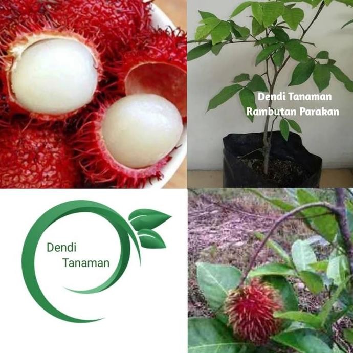 Bibit Pohon Rambutan Parakan / Rambutan Okulasi ISTIMEWA