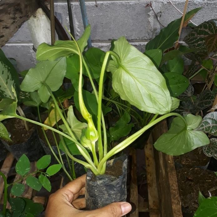 

Terlaris Bibit Tanaman Herbal Keladi Tikus