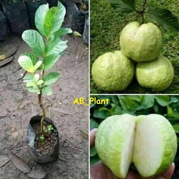 

Terlaris Bibit Jambu Kristal Jumbo Cepat Berbuah