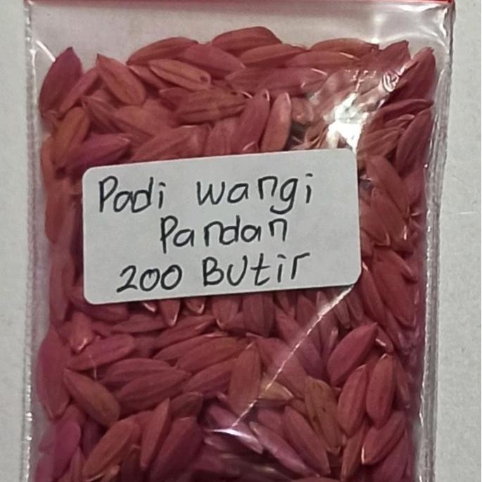 

Terlaris Benih Padi Wangi Pandan Siap Semai