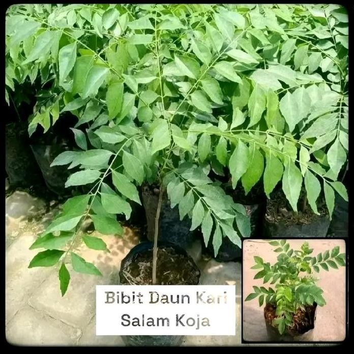 

Terlaris Bibit Tanaman Daun Kari / Salam Koja Siap Tanam - Bumbu Masakan - Bumbu Kari Bumbu Dapur