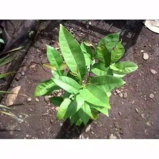 

Terlaris Tanaman Bibit Daun Salam Wangi-Tanaman Daun Salam Wangi