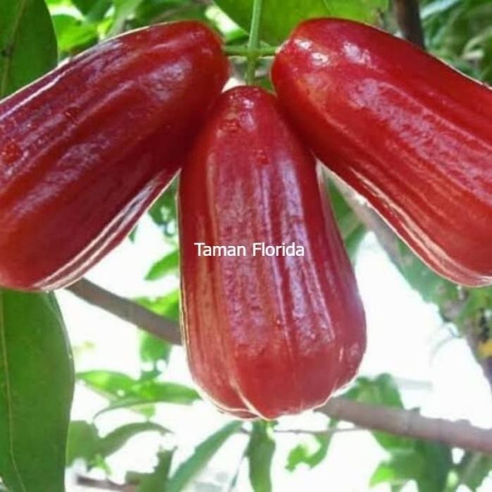 

Terlaris Bibit Tanaman Buah Jambu Air Citra Okulasi Varietas Unggulan