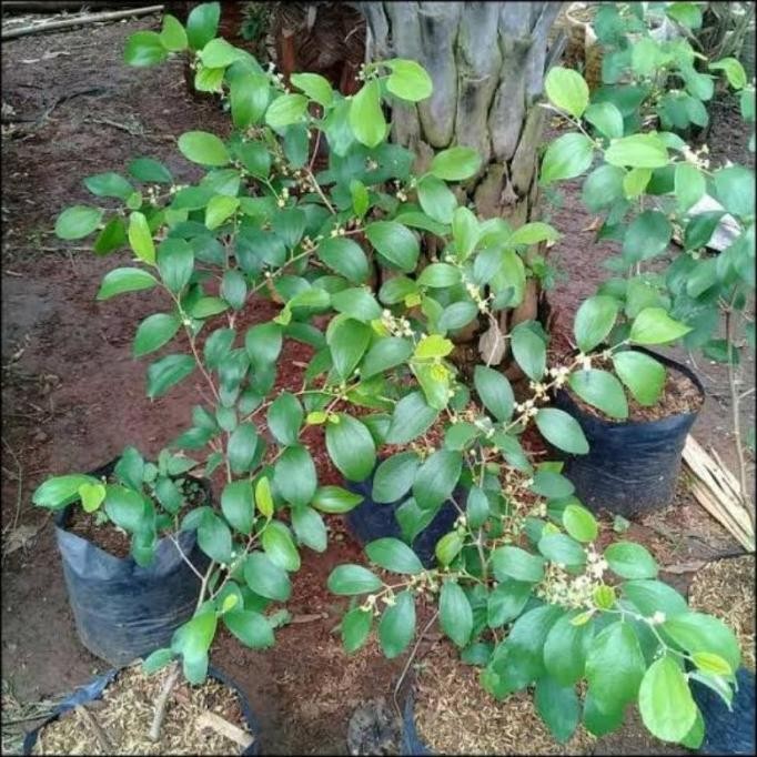 Bibit Tanaman Buah Apel Putsa/Pohon Buah Apel Putsa Siap Berbuah/Apel PREMIUM