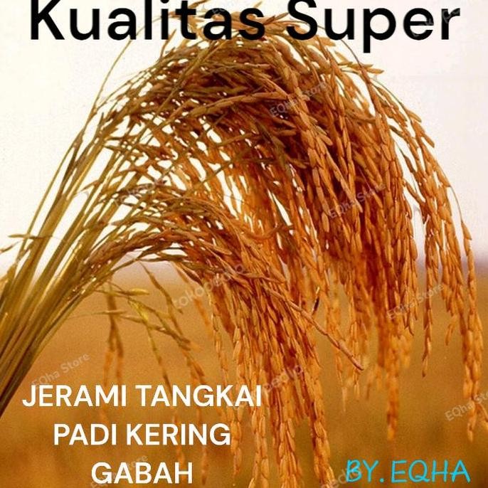 

Terlaris Padi Kering Gabah 10 Tangkai