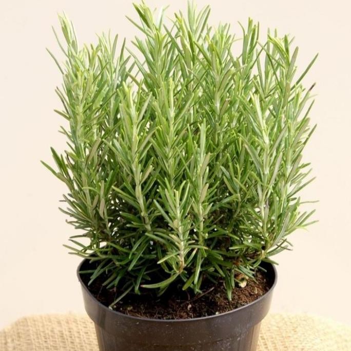 

Terlaris Bibit Tanaman Rosemary Herbal Banyak Khasiat Murah