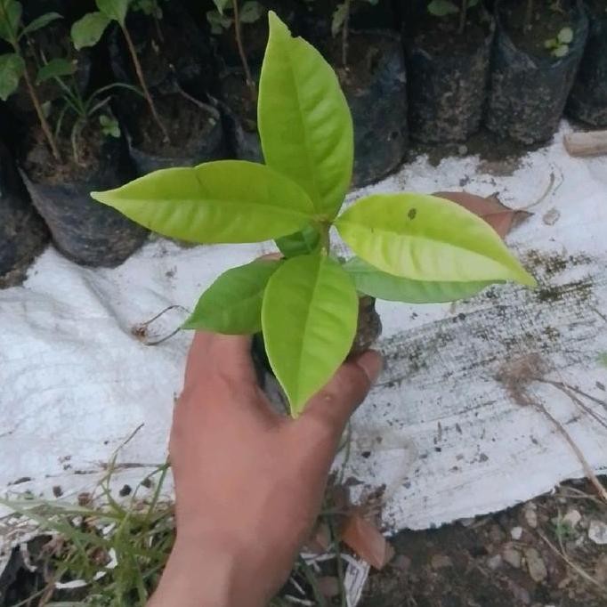 

Terlaris Bibit Daun Salam Bumbu Masak Paling Lasris Artificiial Tanaman