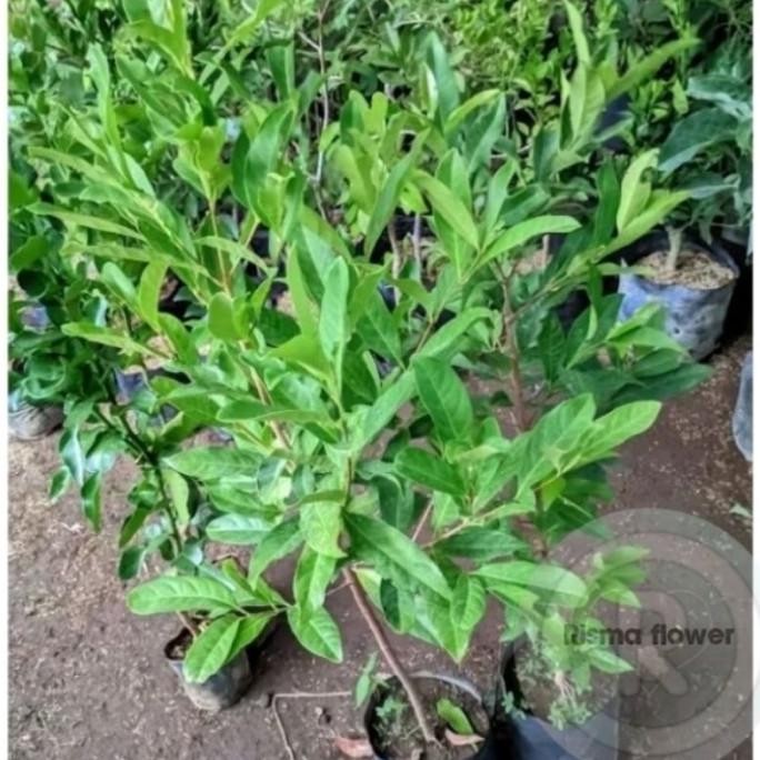 

Terlaris Pohon Daun Salam Bercabang Tinggi 70-80 Cm / Bibit Pohon Daun Salam Bercabang