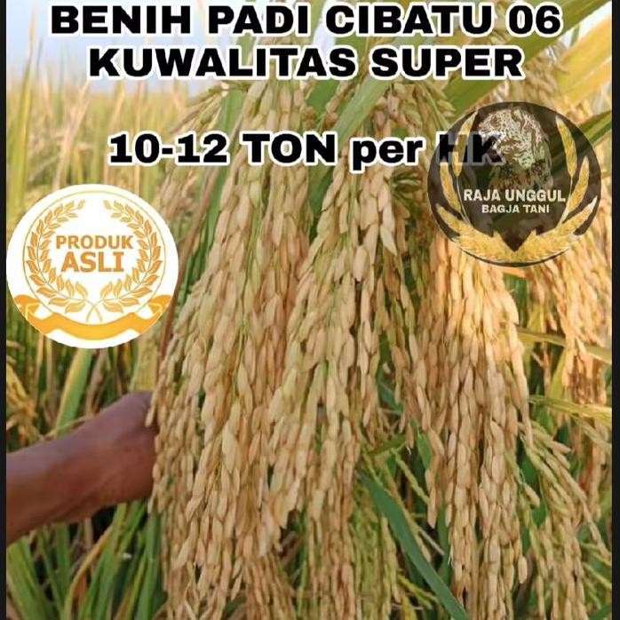 

Terlaris Benih Bibit Padi Cibatu 06 Super Unggul 1Kg