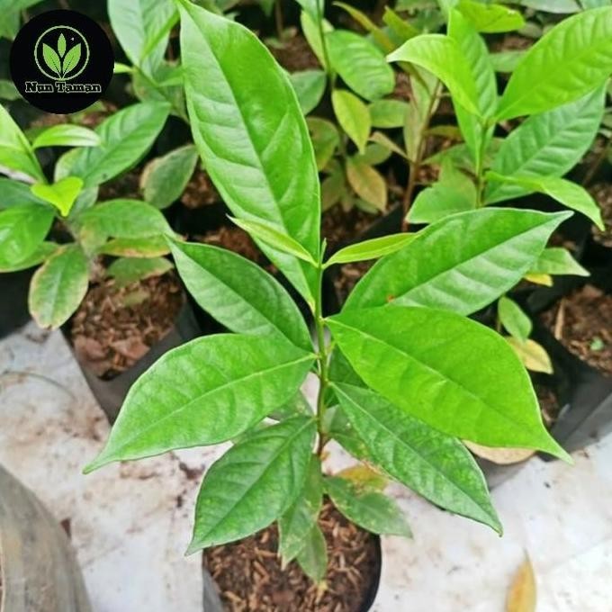 

Terlaris Bibit Pohon Daun Salam Ukuran 20 Sampai 25 Cm