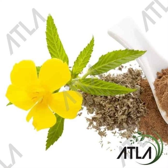 

Terlaris Benih Tanaman Bunga Damiana Turnera Diffusa Biji Bibit Herbal Refill