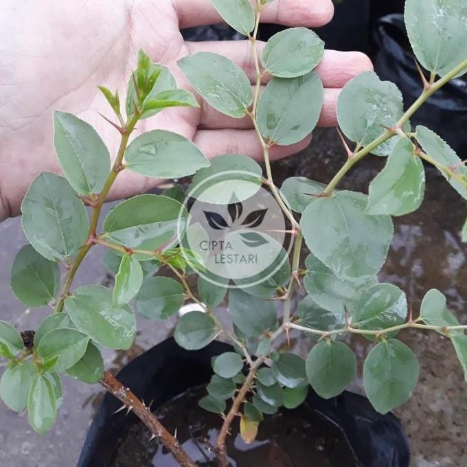 

Terlaris Bibit Pohon Bidara Arab Shidr - Tanaman Kayu Daun Buah Herbal