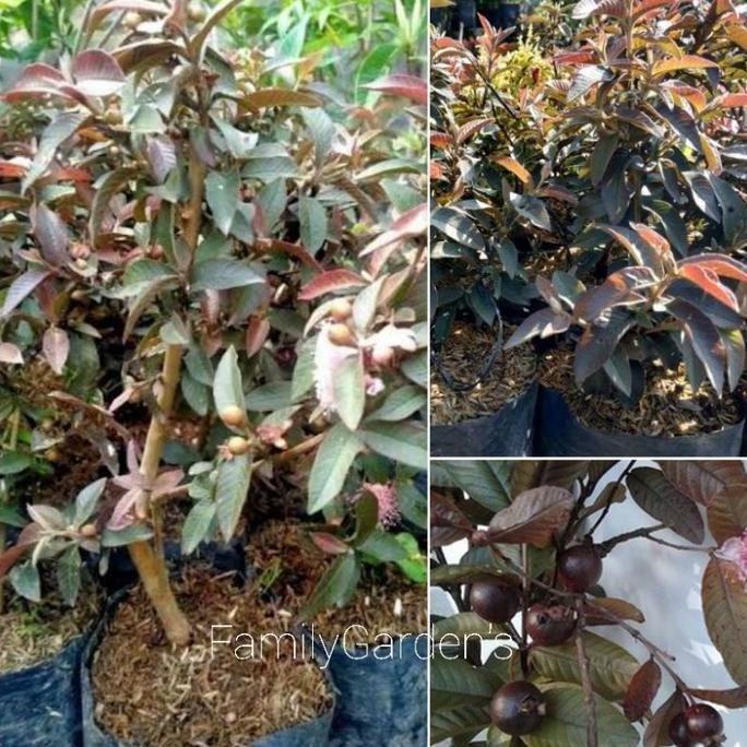 

Terlaris Bibit Tanaman Jambu Kerikil Merah Berbuah