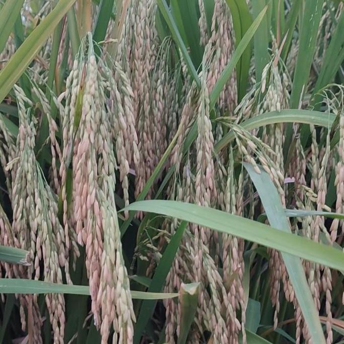 

Terlaris Benih Padi Mr 269 5Kg