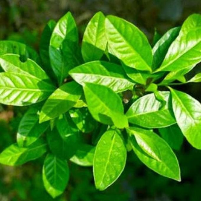 

Terlaris Bibit Daun Salam, Bibit Daun Bumbu, Bibit Siap Tanam