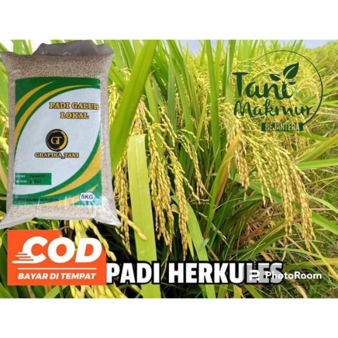 

Terlaris Benih Padi Herkules Kemasan 5Kg Bibit Padi Genjah Dan Berbobot