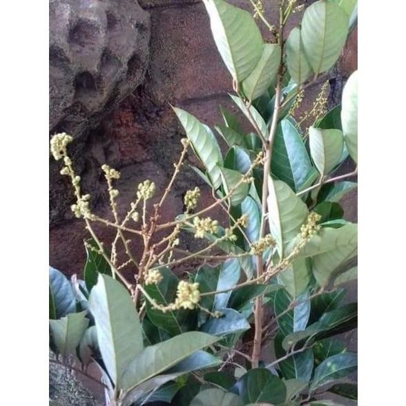 TERLENGKAP Tanaman Bibit Buah Rambutan Binjai Sudah Berbuah ISTIMEWA
