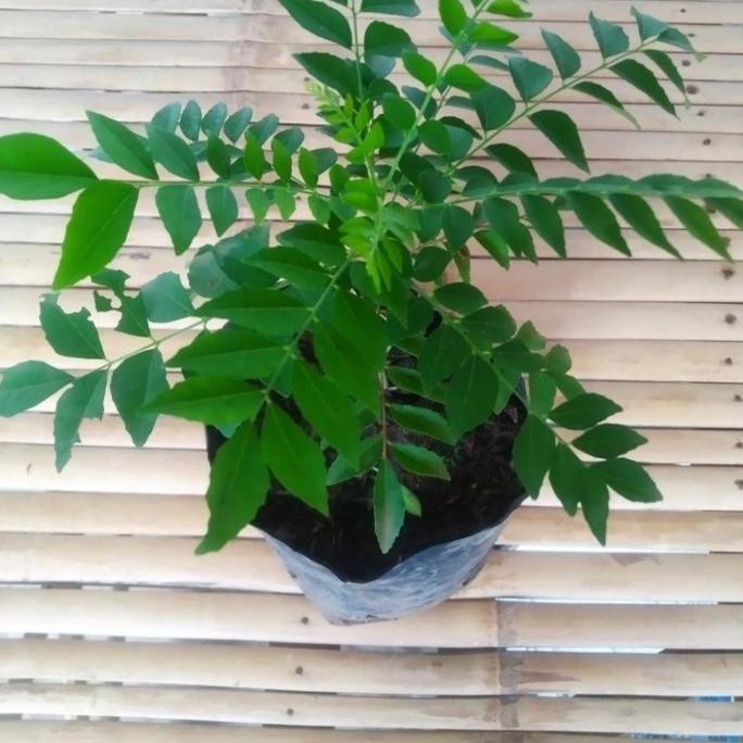 

Terlaris Bibit Tanaman Salam Koja / Daun Kari Bumbu Masak