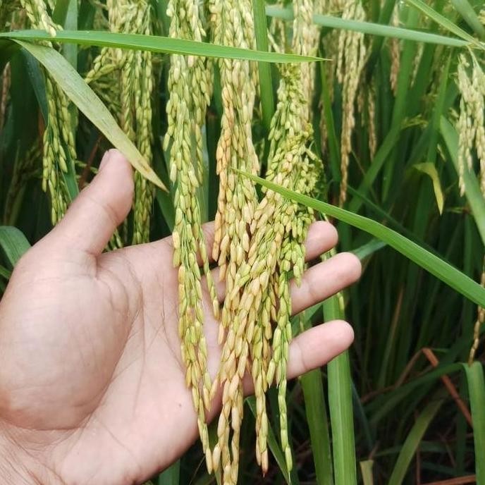 

Terlaris Benih Padi Unggul Gandaria G100 Asal Aceh Kemasan 5Kg