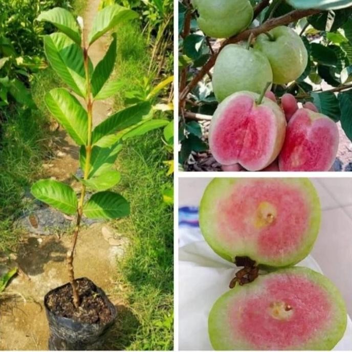 

Terlaris Bibit Jambu Kristal Merah/Red Diamond