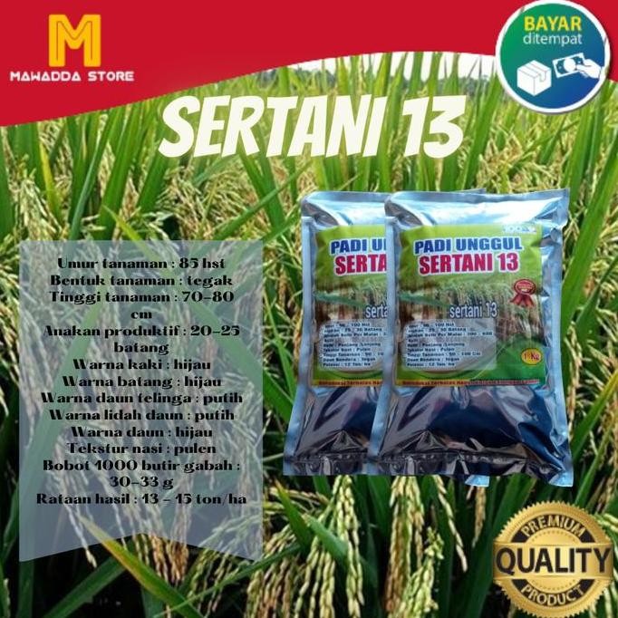 

Terlaris Benih Padi Sertani 13 Bibit Unggul