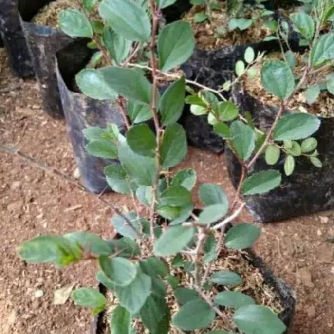 

Terlaris Tanaman Herbal Bidara Arab - Pohon Bidara Arab