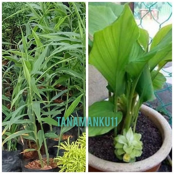 

Terlaris Paket 2 Tanaman Herbal Kunyit Dan Jahe