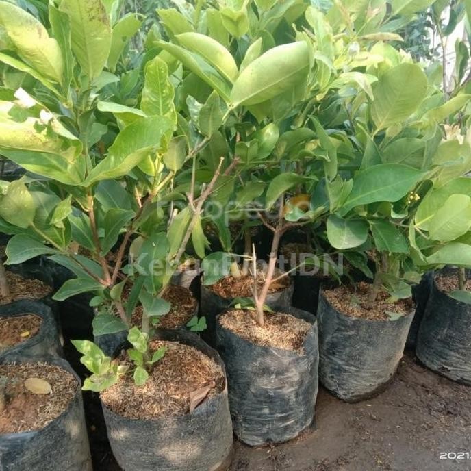 

Terlaris Bibit Jambu Air Kiojok | Jambu Air King Rose Hasil Cangkok - King Rose