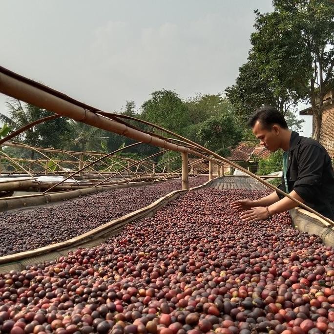 

ready stock Green Bean / Biji kopi Arabika Flores Bajawa semi wash/arabica wethull