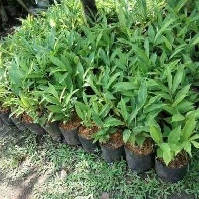 

Terlaris Tanaman Kecombrang Herbal - Pohon Kecombrang Honje