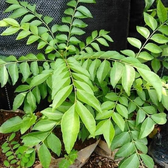 

Terlaris Bibit Tanaman Daun Kari/Salam Koja/Temurui Wild Curry Leaves