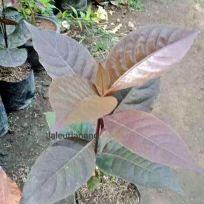 

Terlaris #Bibit Tanaman Daun Handalem/Daun Ungu Herbal Siap Tanam