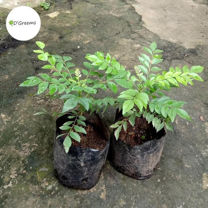 

Terlaris Bibit Tanaman Pohon Kari | Salam Koja | Daun Kare