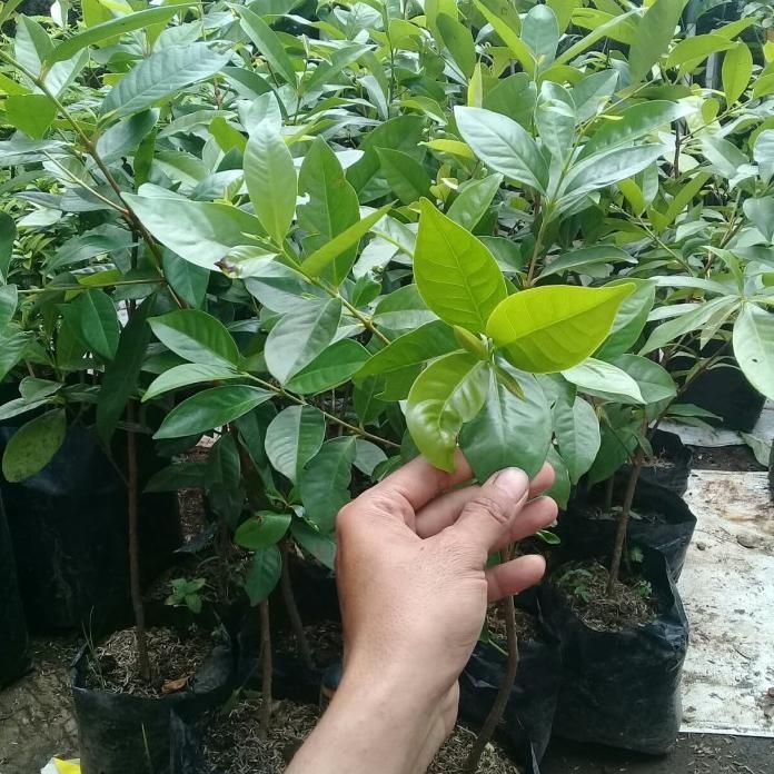 

Terlaris Bibit Pohon Salam/Tanaman Herbal Daun Salam Top