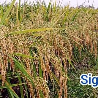 

Terlaris Benih Padi Sigunca 02 1Kg
