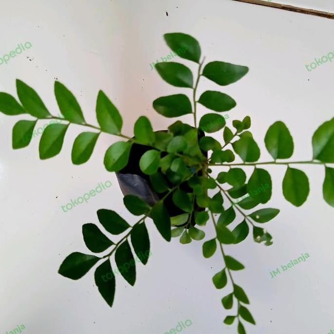

Terlaris Bibit Benih Salam Koja Daun Kari