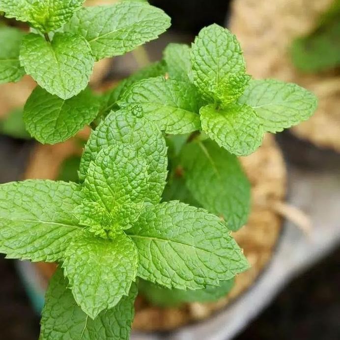 

Terlaris Bibit Tanaman Mint Herbal Tanaman Mint Herbal