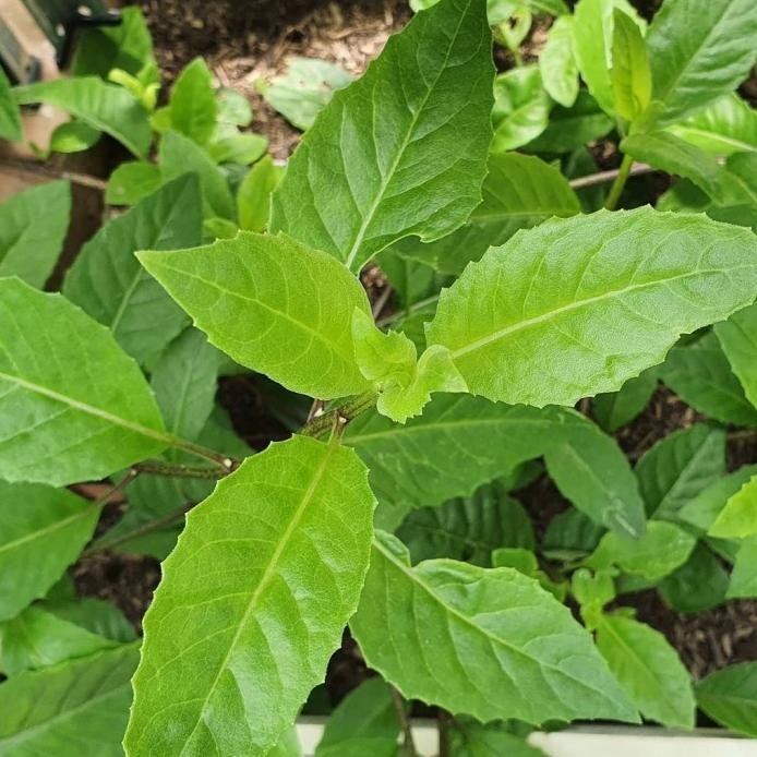 

Terlaris Tanaman Herb Daun Sambung Nyawa / Sambung Nyowo Herbal .