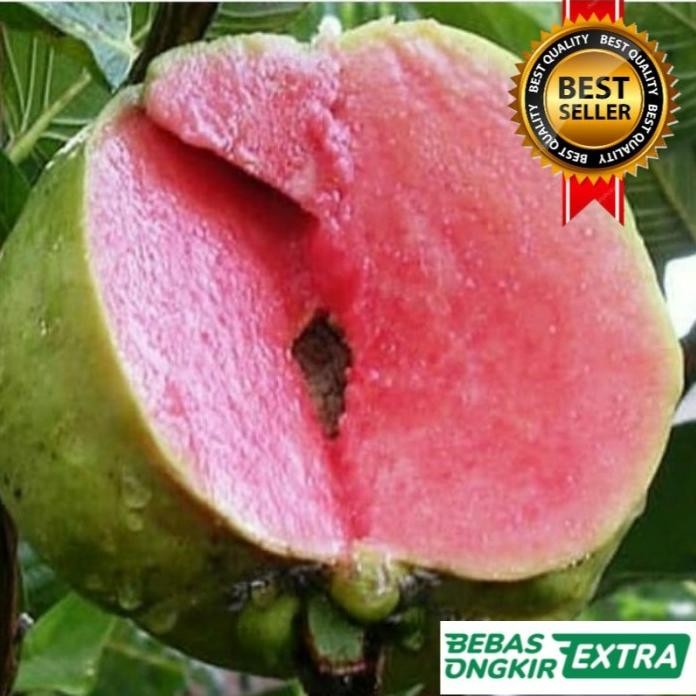 

Terlaris Kondisi Berbuah/Berbunga Hasil Okulasi Bibit Jambu Kristal Merah