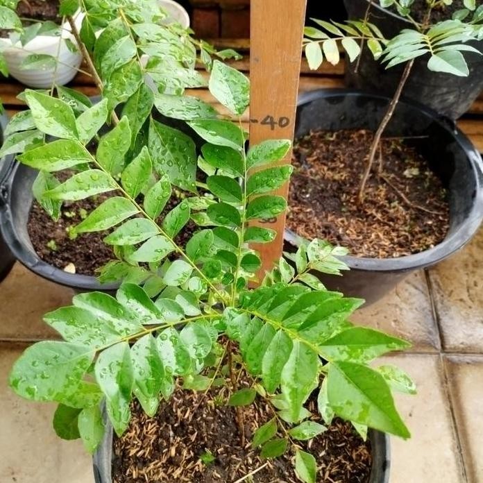 

Terlaris Bibit Daun Kari Segar/ Salam Koja