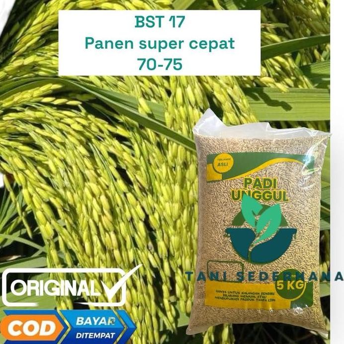 

Terlaris Benih Padi Bibit Padi Umur 70- 75 Hari Kualitas Tinggi Kemasan 5 Kg