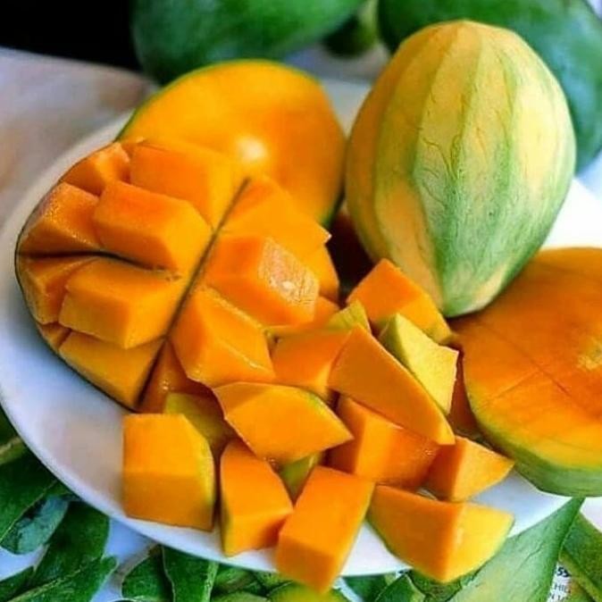 Bibit Mangga Harum Manis Bibit Tanaman Buah Mangga Harum Manis NNNN PREMIUM