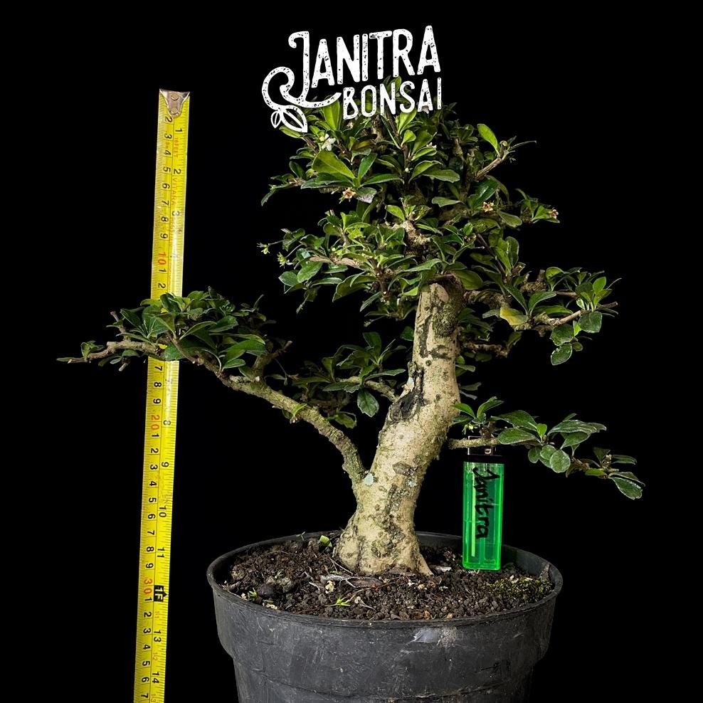 Tanaman Hias Bonsai Hokianti Hokiantea Batang Besar Jadi Siap Pajang - Savanan Bonsai