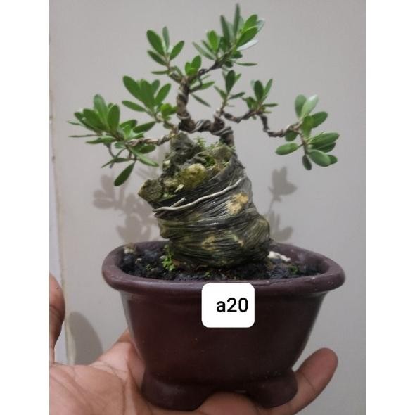 Tanaman Hias Bonsai Mame Santigi Karang Program On The Rock - Savanan Bonsai