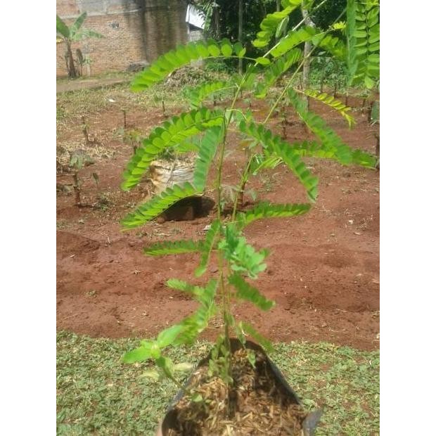 

Terlaris Tanaman Saga | Tanaman Herbal