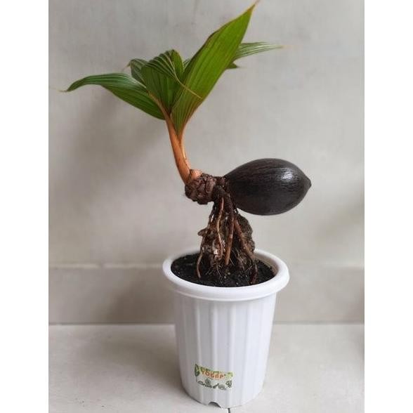 Tanaman Hias Berakar Dan Bertunas Bahan Bonsai Kelapa Minion Sudah Bertunas Berkualitas - Savanan Bo