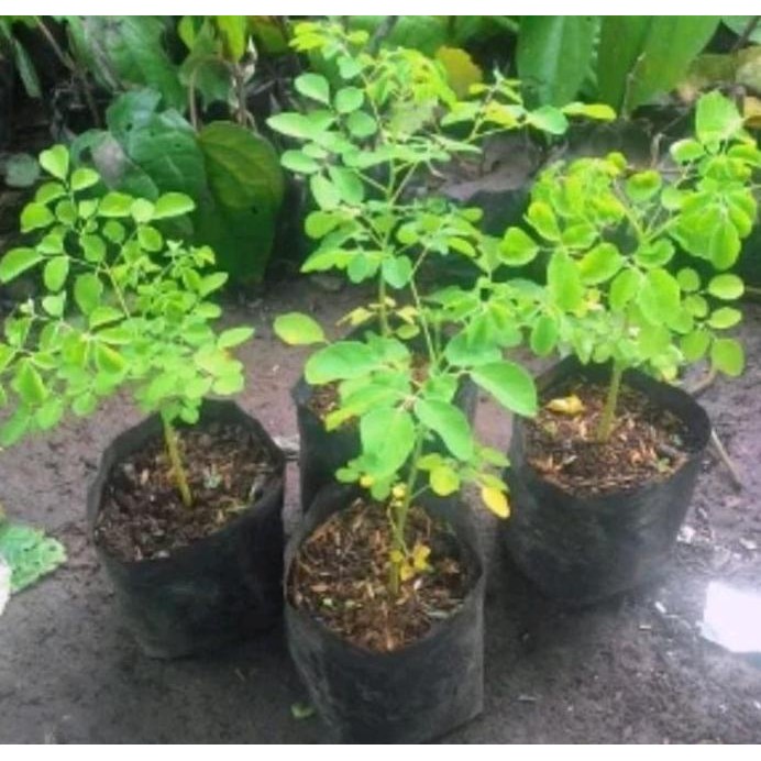 

Terlaris Bibit Pohon Daun Kelor-Tanaman Herbal