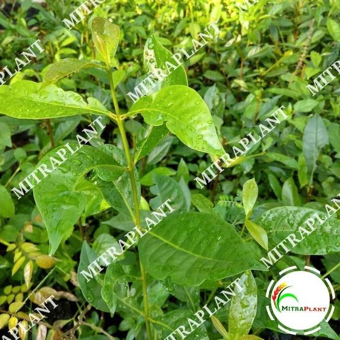 

Terlaris Bibit Pohon Daun Salam Sayur - Tanaman Salam Sayur - Bumbu Masak