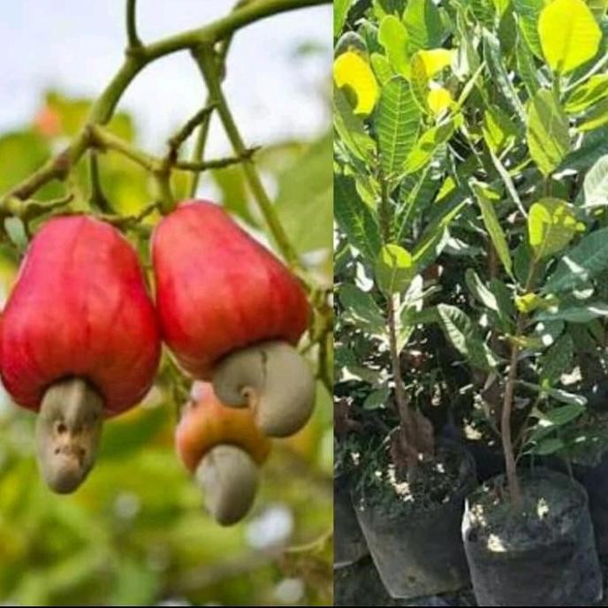 

Terlaris Bibit Jambu Mede Bibit Jambu Monyet Pohon Jambu Mede Bibit Jambu Mete