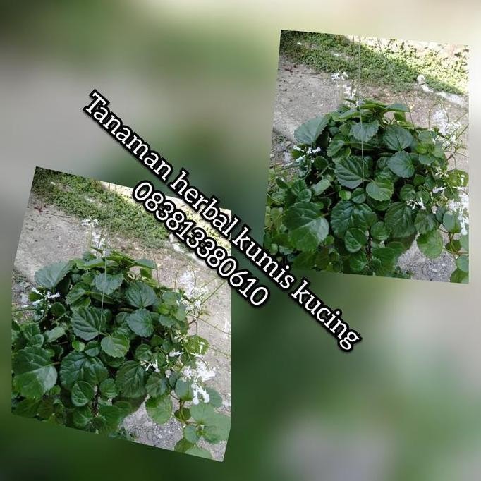 

Terlaris Tanaman Herbal Kumis Kucing